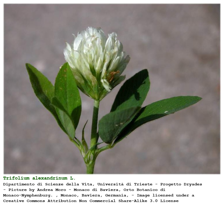 Trifolium alexandrinum L.